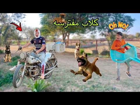 لما اخوك الصغير يشتغل في مزرعة كلاب مفترسه 🦮😂| علاء حسين