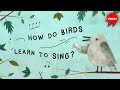 Songbirds and Their Songs