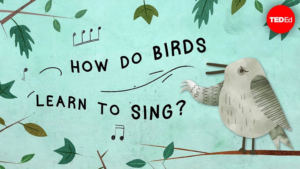 How do birds learn to sing? - Partha P. Mitra