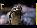 Borneo: A Journey Through Dreams and Reality