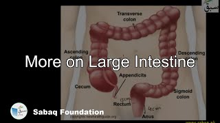 More on Large Intestine