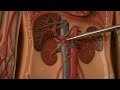 Veins and Their Functions