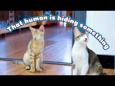 No Eyes Cats Family - They're Blind But Very Happy with Friends | Viral Cat