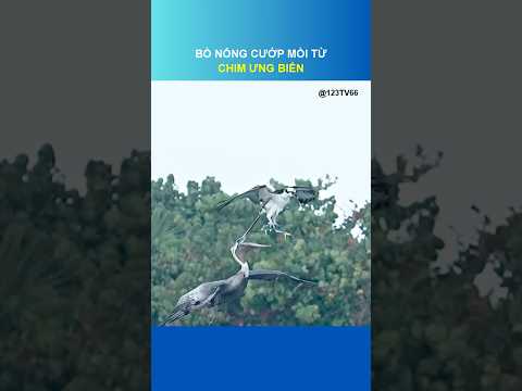 BỒ NÔNG CƯỚP MỒI TỪ CHIM ƯNG BIỂN: CUỘC ĐẤU TRÊN KHÔNG @123TV66 #nature #birds #viralvideo #shorts