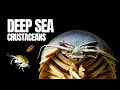Exploring the Diversity of Deep Sea Crustaceans