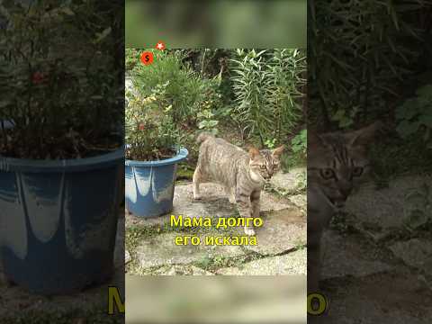 🐈‍Слепой Котенок Хочет Увидеть Маму🐾 #shorts