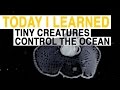 Plankton Migration and Behavior