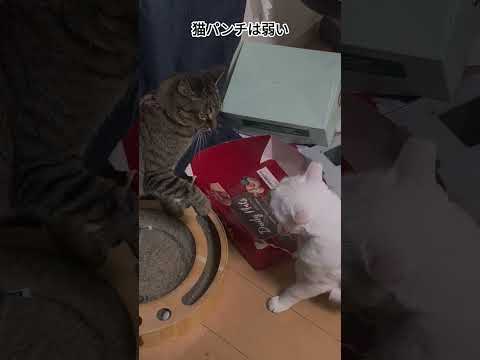 猫パンチは弱い