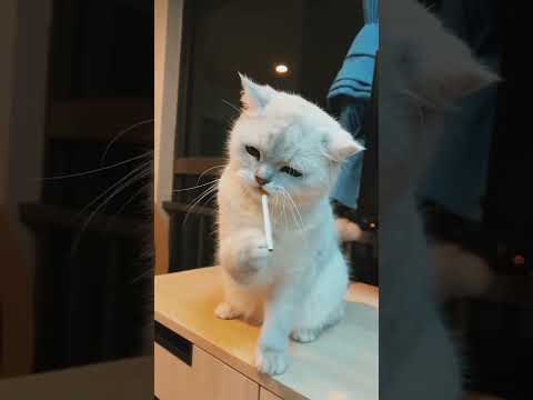 cat #cat #pets #viralvideo #shortsviral #tranding #shortvideo #funny #funnycat