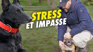 Bouledogue Français en Stress : Son propriétaire est dans l'impasse totale !