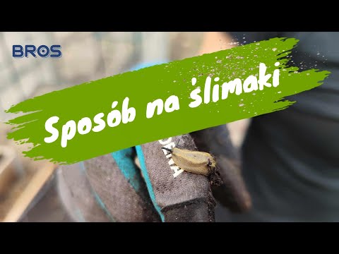 Skuteczne zabezpieczenie przed ślimakami na grządkach