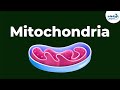 Understanding Mitochondria and Energy Production
