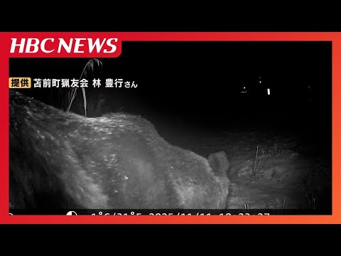 【ヒグマ速報】カメラが捉えた…400キロ超の巨大ヒグマか シカ肉をねらい300キロ以上の箱わなを揺さぶって倒す 北海道苫前町