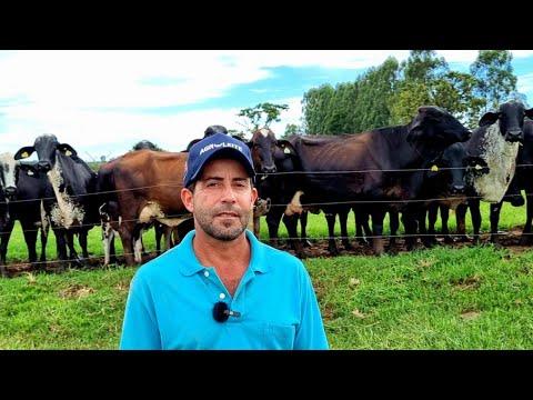 ALTA PRODUÇÃO DE LEITE EM UMA LINDA FAZENDA, PLANEJAMENTO FAZ A DIFERENÇA