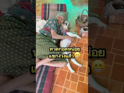 ทวดกอดหน่อยแขกง่วงแล้ว😍#คลายเครียด #puppy #เอ็นดู #น่ารัก #dog #straydogs #pets #shorts #คนรักสัตว์