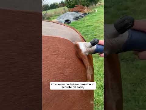 Clipping Horse Fur: Why and How #HorseGrooming #HorseCare
