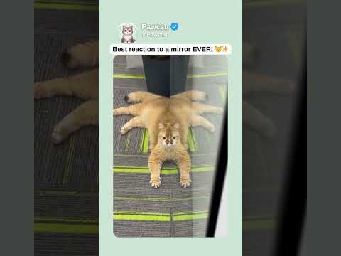 Best reaction to a mirror EVER! ๐ฑโจ