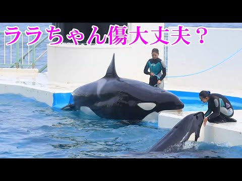ララちゃんが傷洗浄😭 鴨川シーワールド シャチ Kamogawa Sea World