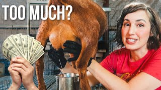 How Much I Spent on New Bloodlines this Year (miniature goat farm)