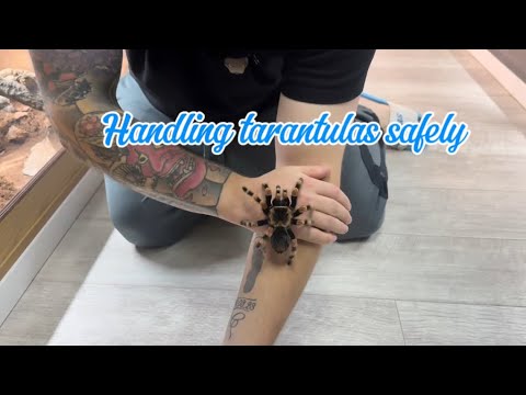 How to safely handle Tarantulas! 🕷️
