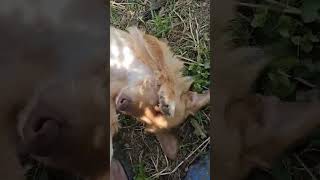 Tarçının oldugu her bir video içimi acıtıyor 😔