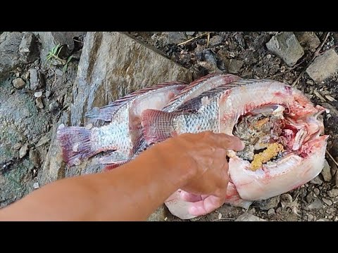 HOJE PESCANDO DE TARRAFA FRITO GARANTIDO RIO PARAÍBA MUITO TILÁPIAS