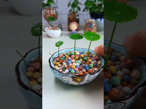 How to growing flowers in plate so fresh #diy #plants #flowers #2025