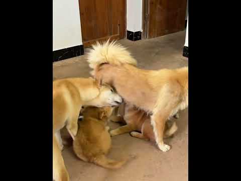 Daniel, Aren't you ashamed. You are so big and you are still drinking milk.