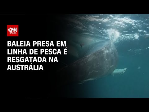 ​Baleia presa em linha de pesca é resgatada na Austrália | CNN NOVO DIA