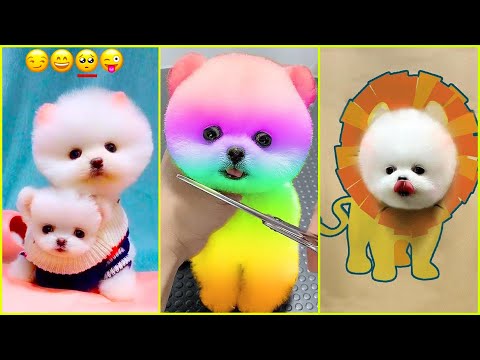 The Cutest Mini Pomeranians in the World 😍 Chó Phốc Sóc Mini Dễ Thương Nhất Thế Giới 🐾 #600