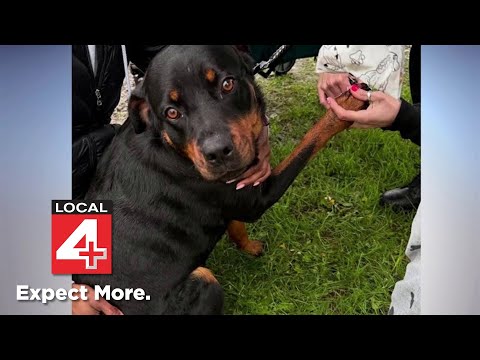 How to help your pets in the heat