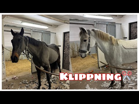 Fullt Upp i Stallet🥵 | STALLVLOGG