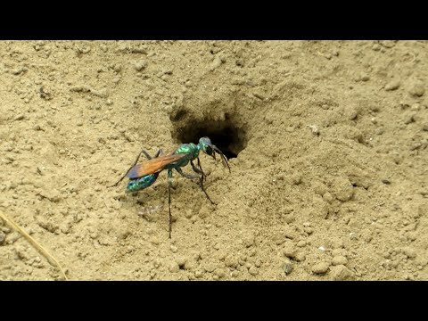 Chlorion Wasp Hunting Crickets || Uncovering The Secrets Of Nature