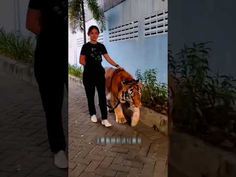 😍The girl's pet tiger 🐯#tiger