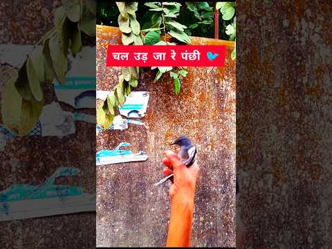 Chal ud jare panchi 🐦 #short #shorts #viral #rafi #bird #rescue #trending #youtube #viralvideo #yt