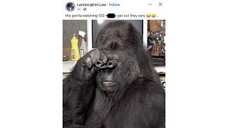 100 men vs. 1 gorilla memes