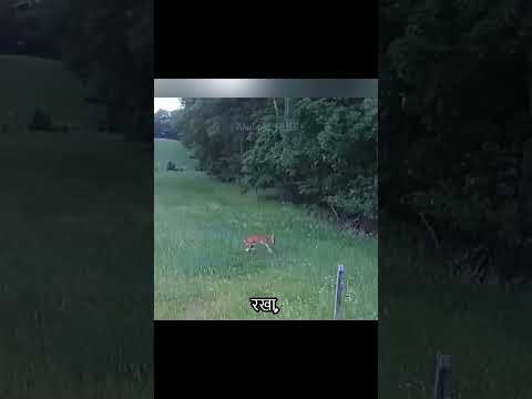 The rabbit is unexpectedly ambushed by the eagle, but then there is an unpredictable reversal
