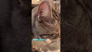 【個人勢 #Vtuber 】ケモ耳かわよおおおおおおおおお  #猫動画 #cat #アメショー #アメショーのリクオ【#Shorts】