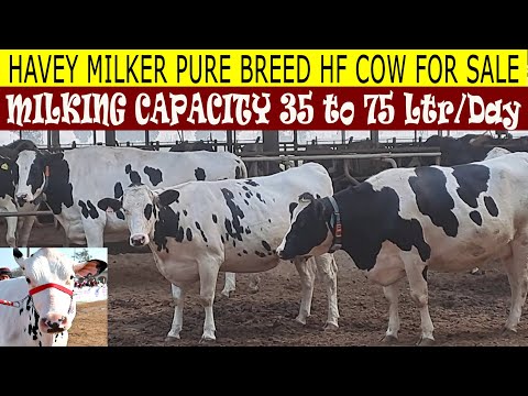 No One Holstein Friesian Cow Farm in Punjab INDIA II Calf management in dairy farm