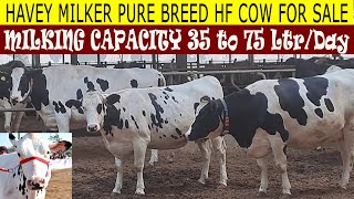 No One Holstein Friesian Cow Farm in Punjab INDIA II Calf management in dairy farm