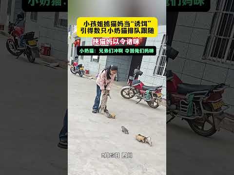 【萌宠】笑不活了！小孩姐挟猫妈以令诸咪😼小奶猫集体排队冲：兄弟们冲！夺回俺们妈咪！🐾💨#funny #cat #cats #love ｜China Today 中国头条