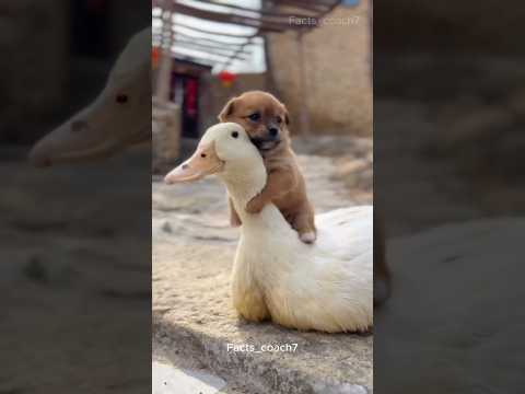 This Mother Duck Changed a Puppy’s Life Forever 🐶❤️