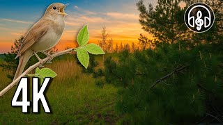 Beautiful Nightingale and Birdsong at Sunset 🌅 Nature Sounds in 4K UHD