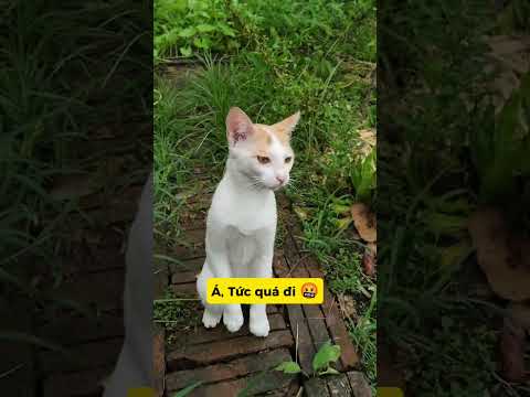 NHÉT CHỮ VÀO MỒM: MÈO CHẠY BAY DÉP PHẢN ĐÒN!#meo #vutrudramameo #haihuoc #fyp #xh