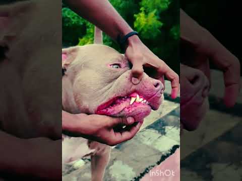 PILL DOG INDEN 🇮🇳 #my #automobile #subscribe #doglover #cr7shorts #pitbull #americanbully