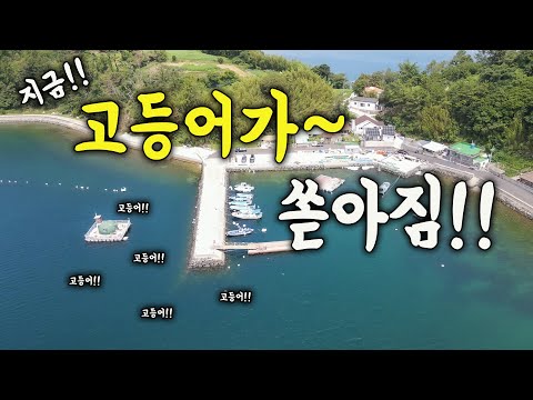 [다리tv] 와~ 드디어 고등어!!! 고등어가 쏟아지는 방파제!!!