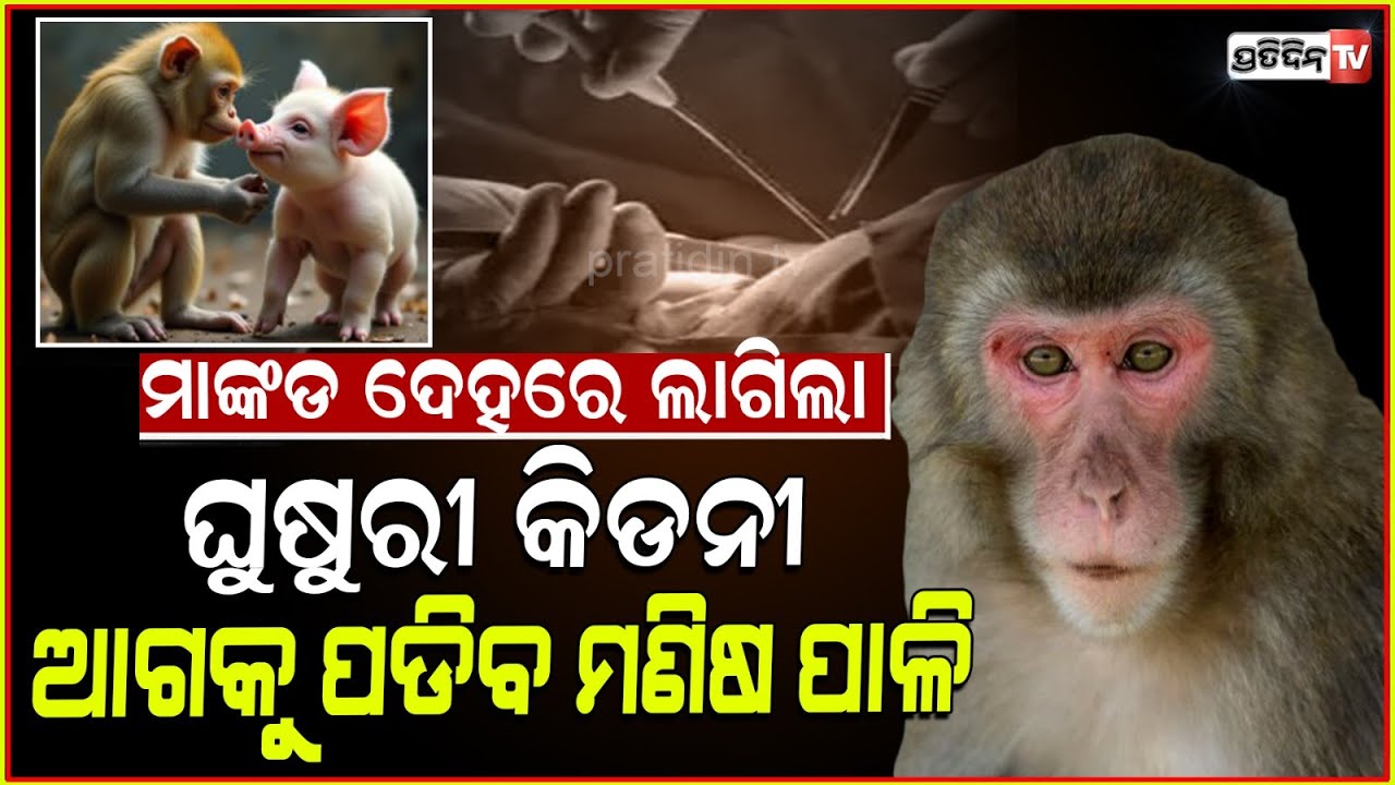 ମାଙ୍କଡ଼ ଶରୀରରେ ଲାଗିଲା ଘୁଷୁରୀ କିଡନୀ!Startup transplants pig kidney into monkey for first time inJapan