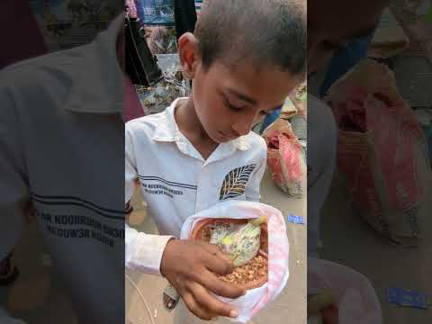 #ককাটেল পাখি মাত্র ৩০০ টাকা
