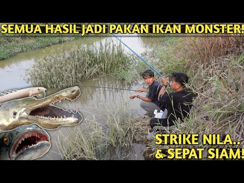 MANCING DAN NGEJALA DIATAS JEMBATAN UNTUK KASIH MAKAN IKAN MONSTER