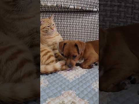 The dog wants to lie down next to the cat, and so does the cat.
